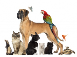 cdVet Haustiersprechstunde  Thema: Herzerkrankungen bei Katzen
