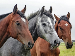 Webinar: Pferdegesundheit durch natürliche Pferdefütterung