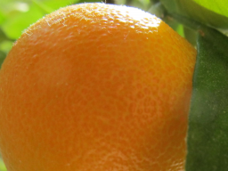 Webinar: Magic of colors -3 Das lebensfrohe Orange