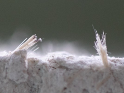 Webinar: Grundkenntnisse Asbest Teil 1 - Asbesthaltige Produkte erkennen