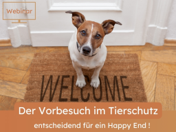 Der Vorbesuch im Tierschutz  mehr als nur eine Formsache