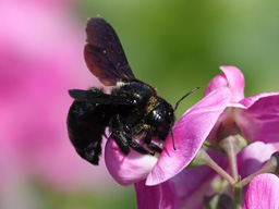 Kindergartenprogramm-Im Reich der Wildbienen