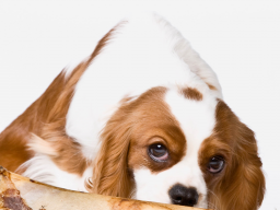Webinar: Hundephysiotherapie: Einsatzgebiet und Behandlungsformen