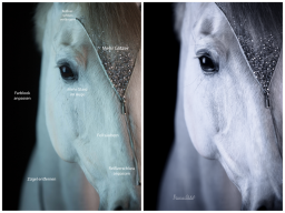 Webinar: Bildbearbeitung für Pferdefotografen 2.0 - Lightroom & Photoshop