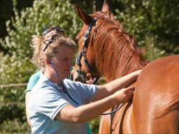 Webinar: Nährstofflehre in der Pferdefütterung INTENSIVKURS