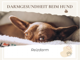 Webinarreihe Darmgesundheit beim Hund - Reizdarm