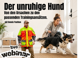 Der unruhige Hund  Von den Ursachen zu passenden Trainingsansätzen