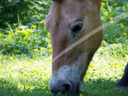 Webinar: Wildkräuter in der Tierernährung - Pferd