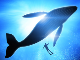 Webinar: Der Weg der Wale-Was wir von Walen lernen können