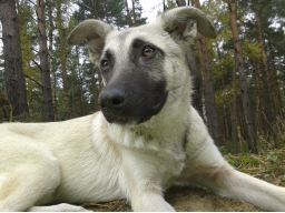 Webinar: Tierpsyche und Homöopathie Teil I Tierschutzhunde
