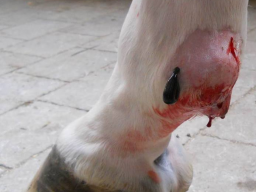 Webinar: Blutegeltherapie am Tier nach neuem TAMG