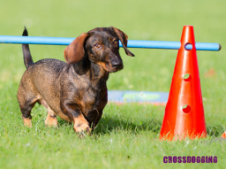 Webinar: Crossdogging Einsteigerwebinar für Hundetrainer