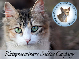 Webinar: Die ängstliche Katze - Ursachen und Therapie - Katzenpsychologie