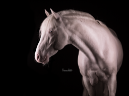 Webinar: Pferdefotografie im Studio - Der 4 - Wochen Kurs