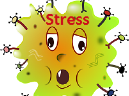 Webinar: Welche Auswirkungen hat Stress und was kannst du tun