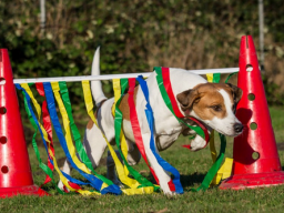 Webinar: Crossdogging für interessierte Hundetrainer