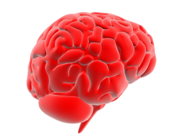 Webinar: Wie und vor allem warum Gehirnentfaltungstraining funktioniert