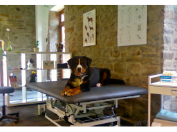 Webinar: Der hundephysiotherapeutische Untersuchungsgang