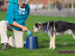 Webinar: Crossdogging für Hundetrainer - Optimierung der Crossdoggingstunde