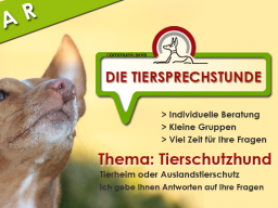 Webinar: Die Tiersprechstunde | Fragen zum Tierschutzhund