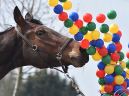 Webinar: Bach-Blüten-Therapie für Tiere (Anwendungswebinar für den Tierhalter)