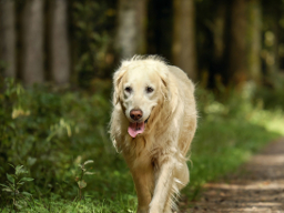 Webinar: Arthrose - Vorbeugung beim Hund