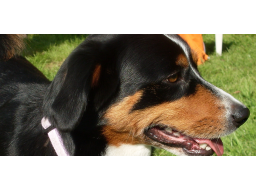 Webinar: Offene Fragestunde für Hundehalter