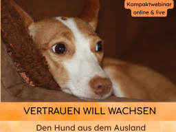 Webinar: Vertrauen will wachsen: Den Auslandshund verstehen und begleiten