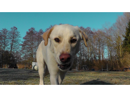 Webinar: Signale im Hundetraining: Tut er's oder tut er's nicht?
