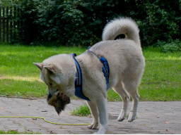 Webinar: Hilfe mein Hund geht jagen !!!! -Jagdverhalten beim Hund verstehen und trainieren