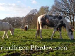 Webinar: Grundlagen Pferdewissen - Tiergerechte Haltung und Umgang