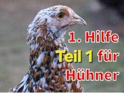 Webinar: Erste Hilfe für Hühner Teil 1