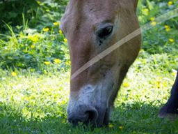 Webinar: Wildkräuter in der Tierernährung - Pferd
