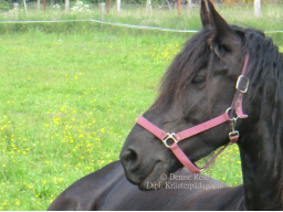 Webinar: Kräuterapotheke für Pferde & Ponys