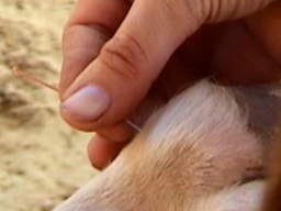 Webinar: Basics Einführung Tierakupunktur für Tierbesitzer