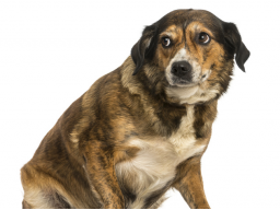 Webinar: Angstverhalten beim Hund- verstehen und trainieren