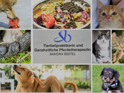 Webinar: Wissenswertes über gesunde und artgerechte Tiernahrung für Hund und Katze