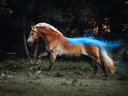 Webinar: Einstieg in die Pferdefotografie