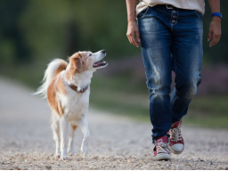 Webinar: Beziehungsgestaltung für eine entspannte Mensch-Hund-Beziehung
