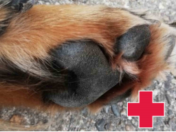 Webinar: Erste Hilfe mit homöopathischen Mitteln beim Hund