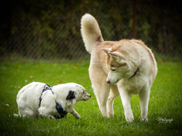 Webinar: Hundetypen kennenlernen - Kommunikation zwischen allen Typen untereinander - Teil 2