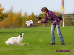 Webinar: Crossdogging für Hundetrainer - Einsteigerwebinar