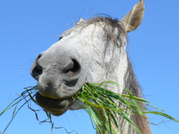 Webinar: Ausbildung zum Pferdeernährungsberater
