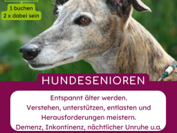 Webinar: Alter Hund  neue Herausforderungen | Hundesenioren Intensivwebinar