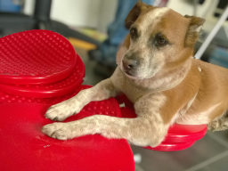Webinar: Training für geriatrische Hunde
