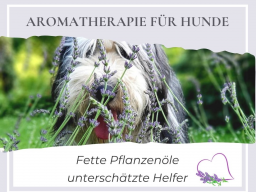 Aromatherapie für Hunde: Fette Pflanzenöle  unterschätzte Helfer