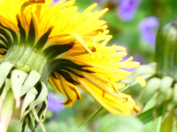 Gesund & Lecker: Löwenzahn-Brennnessel-Bier