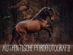 Webinar: Authentische Pferdefotografie - Finde Deinen Weg!