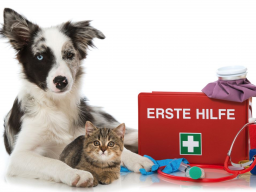 Webinar: Tierisch gut versorgt: die Hausapotheke für deinen Hund/deine Katze