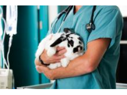 Webinar: Enzephalitozoonose bei Kaninchen (Fachaustausch)